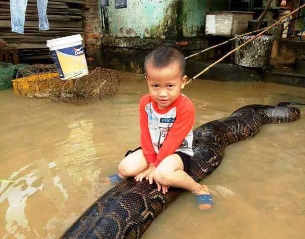 Báo Anh đưa tin về bé trai 3 tuổi ở Thanh Hóa cưỡi trăn trong đợt lũ vừa qua ở Việt Nam. Sau khi tới tận nơi tìm hiểu, chủ nhân của con trăn, ông Nguyễn Văn Cao chối rằng không biết đoạn video gây bão mạng xã hội cũng như cháu bé trong đó. Tuy nhiên, tại gia đình ông Cao, PV lại bắt gặp một cậu bé trai giống hệt trong clip. Danh tính của cậu bé này vẫn còn là ẩn số, còn con trăn xuất hiện trong clip là có thật, được ông Cao nuôi 2 năm nay.