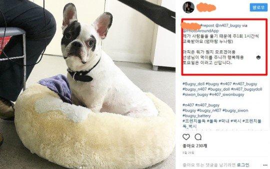 Gia đình CEO tử vong vì bị chó cưng nhà Siwon cắn bất ngờ lên tiếng-3