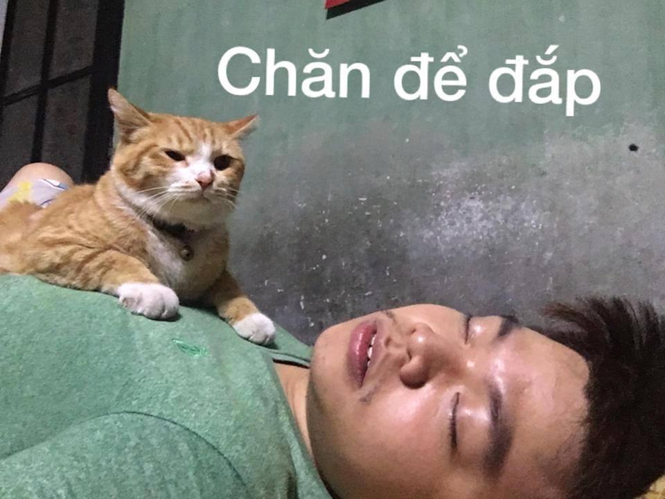 Ảnh hài: Cách sử dụng mèo bá đạo mà không phải ai cũng biết-3