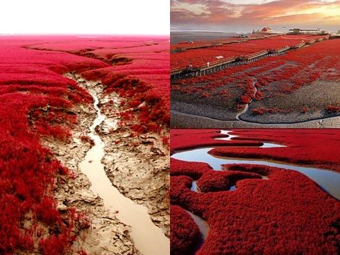 Ba lý do nên đi Đà Lạt ngay bây giờ kẻo lỡ mất mùa vàng-4