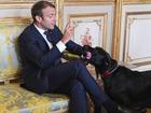 Chó cưng của Tổng thống Pháp đứng tè giữa cuộc họp cấp cao