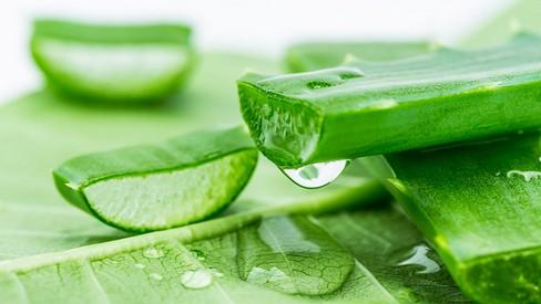 Cách chăm sóc da bằng nha đam tươi hiệu quả-2