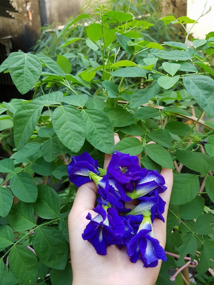 Giới trẻ phát cuồng với công thức trà hoa đậu biếc nhìn là mê, uống là phê-4