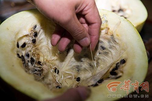 Bị bỏ quên suốt 3 năm, quả dưa hấu vẫn tươi nguyên như vừa hái-2