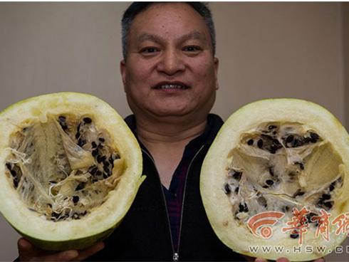 Bị bỏ quên suốt 3 năm, quả dưa hấu vẫn tươi nguyên như vừa hái