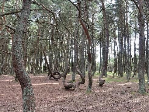 Rừng 'nhảy múa' và rừng 'say xỉn' gây tò mò cho du khách