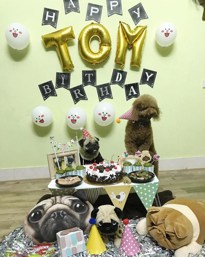 Em cún tên Tom 2 tuổi và tiệc mừng sinh nhật cực hoành tráng, còn mời cả bạn bè tới chơi-2