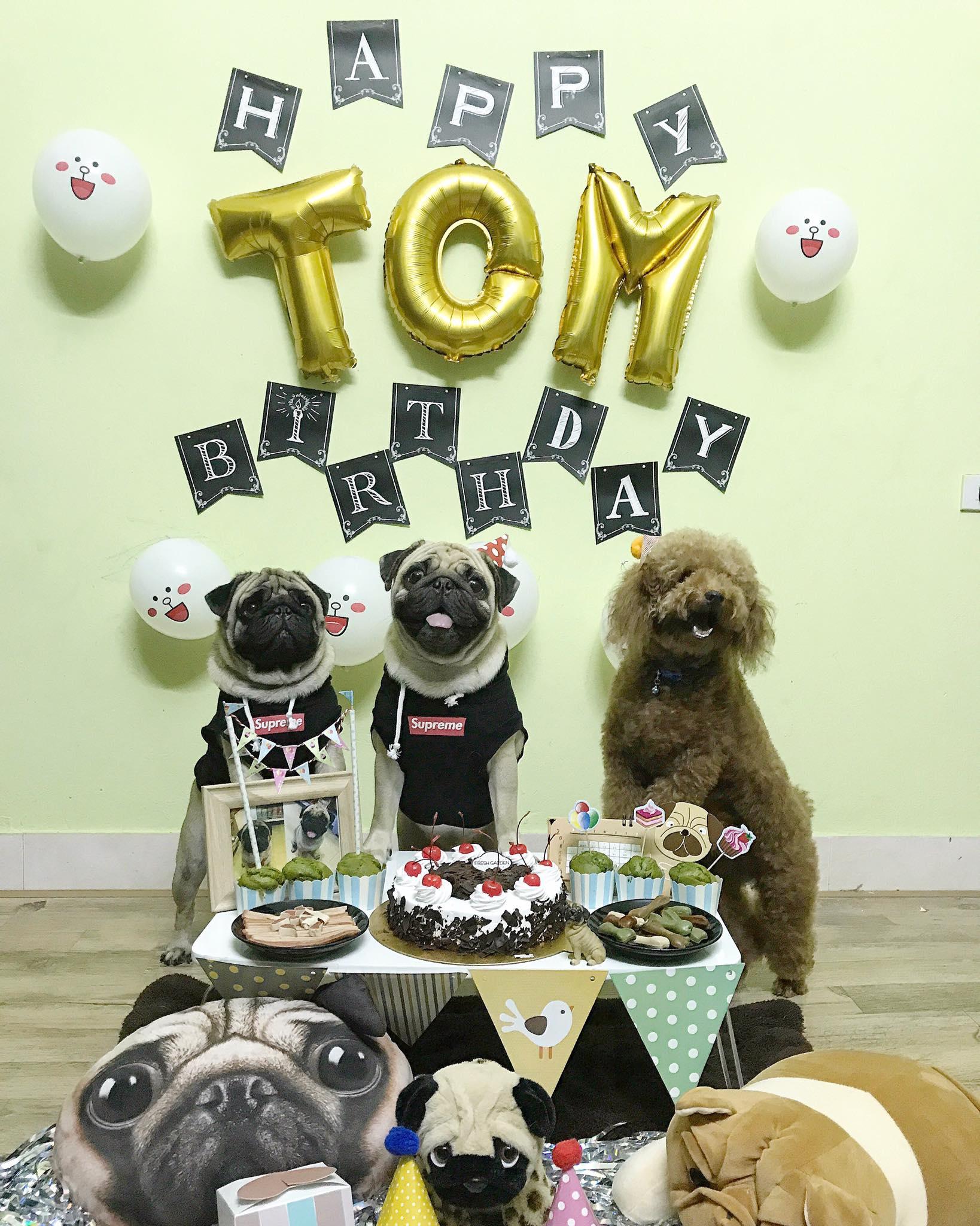 Em cún tên Tom 2 tuổi và tiệc mừng sinh nhật cực hoành tráng, còn mời cả bạn bè tới chơi-1