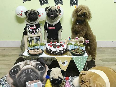 Tiệc mừng sinh nhật hoành tráng của 2 chú thú cưng tên Tom - 2sao