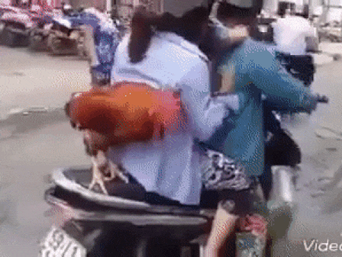 Chú gà trống nổi như cồn khi có hành động giống... con người-1