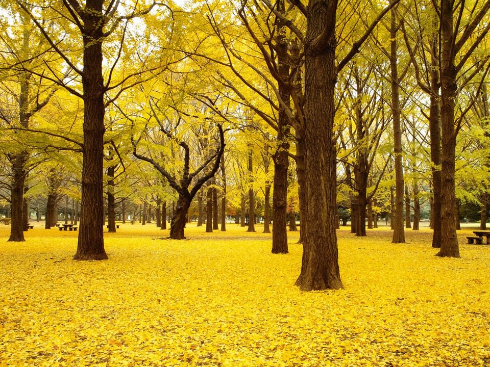 Những lá phổi xanh đẹp như thiên đường giữa lòng thành phố-3