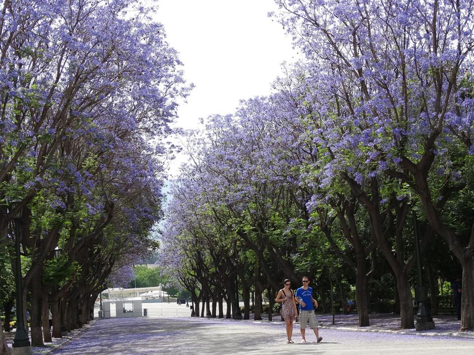 Những lá phổi xanh đẹp như thiên đường giữa lòng thành phố-10