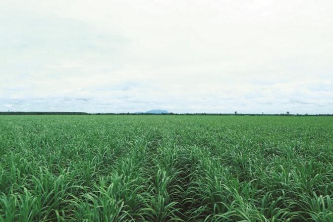 Lợi ích của đường phèn-1