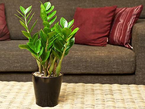 Nếu bạn tìm cây này để trồng trong phòng khách tiền sẽ ùn ùn kéo về nhà, gia đình luôn khỏe mạnh