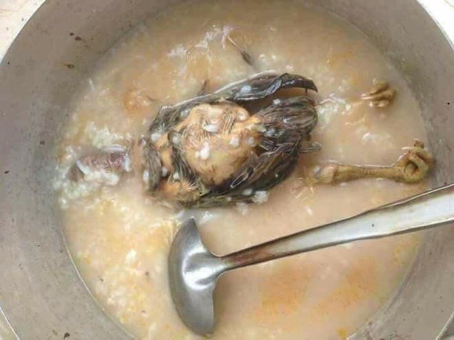 Sự thật nồi cháo gà nguyên lông các ông chồng đem ra chê vợ, các bà vợ nhận vơ do chồng mình nấu-3