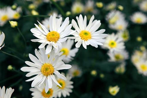 Lời tiên tri chuẩn xác cho 12 cung Hoàng đạo trong tháng 11-2