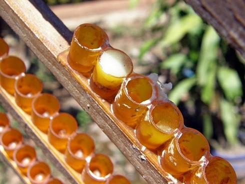 Cách dùng sữa ong chúa làm đẹp da hiệu quả