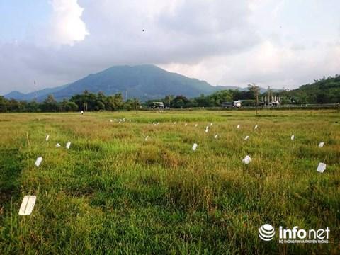 Huế: Kinh hoàng tận diệt chim trời bịt miệng, khâu mắt-1