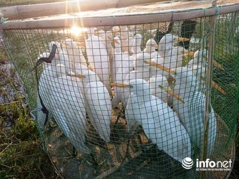 Huế: Kinh hoàng tận diệt chim trời bịt miệng, khâu mắt-2