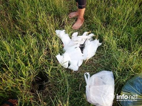 Huế: Kinh hoàng tận diệt chim trời bịt miệng, khâu mắt-3