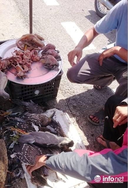 Huế: Kinh hoàng tận diệt chim trời bịt miệng, khâu mắt-10