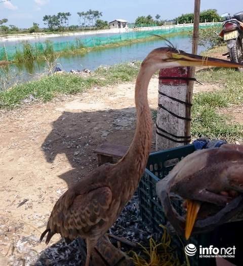 Huế: Kinh hoàng tận diệt chim trời bịt miệng, khâu mắt-12