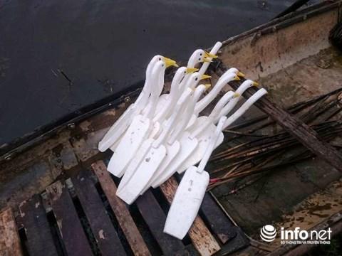 Huế: Kinh hoàng tận diệt chim trời bịt miệng, khâu mắt-9