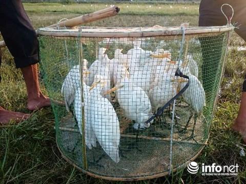 Huế: Kinh hoàng tận diệt chim trời bịt miệng, khâu mắt-4