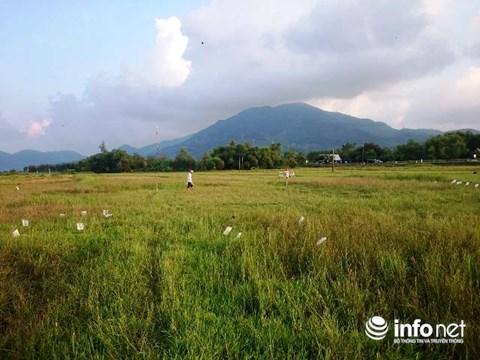 Huế: Kinh hoàng tận diệt chim trời bịt miệng, khâu mắt-6