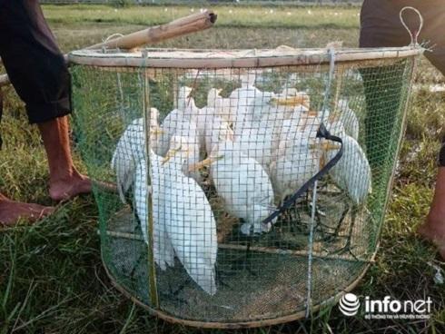 Huế: Kinh hoàng tận diệt chim trời bịt miệng, khâu mắt