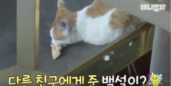 Đi khắp nơi xin đồ ăn cho cả xóm, cô mèo Hàn Quốc được mệnh danh tốt bụng nhất thế giới-3