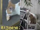 Đi khắp nơi xin đồ ăn cho cả xóm, cô mèo Hàn Quốc được mệnh danh tốt bụng nhất thế giới