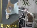 Đi khắp nơi xin đồ ăn cho cả xóm, cô mèo Hàn Quốc được mệnh danh tốt bụng nhất thế giới