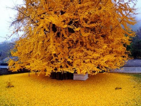 Phát sốt với hành trình 76 ngày đi bộ xuyên Việt của ông cụ 65 tuổi-7