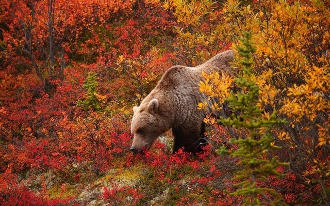 Vào mùa thu, những khu rừng taiga rộng lớn ở vườn Quốc gia và khu bảo tồn Denali (Alaska, Mỹ) như được khoác lên mình tấm thảm rực rỡ sắc màu.