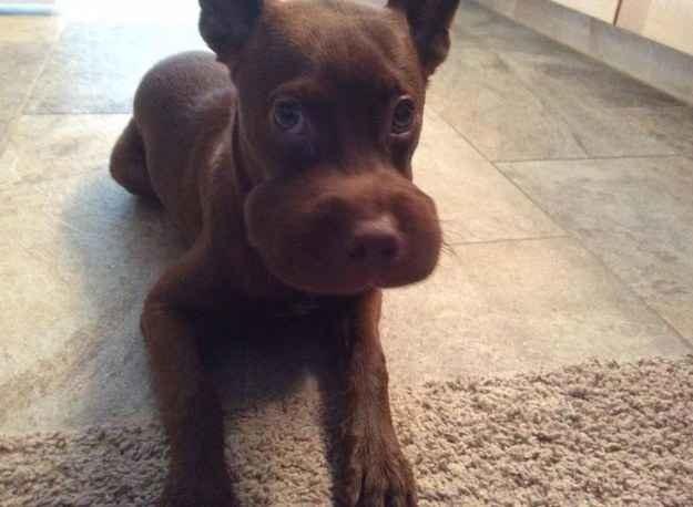 Chết cười những chú chó gặp họa vì tin lời ong bướm-3