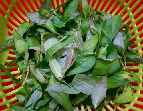 Giã nát rau răm đem trộn thứ này thoa lên, lỗ chân lông to như hố cũng se khít tức thì!-1