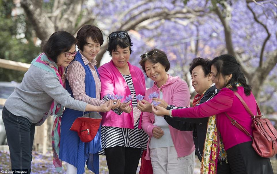 Du khách đổ xô xuống đường chụp ảnh phượng tím ở Australia-3