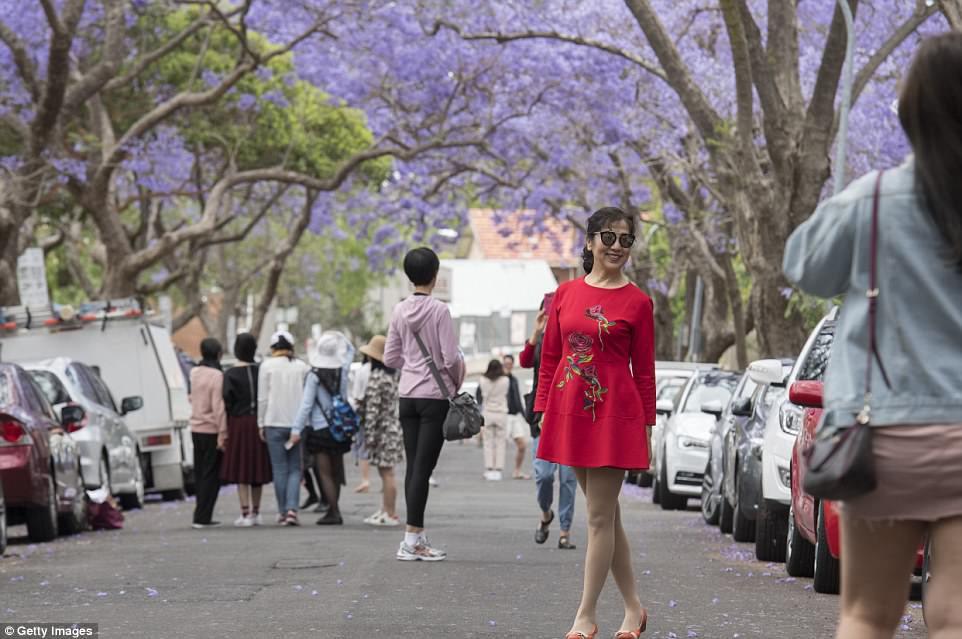 Du khách đổ xô xuống đường chụp ảnh phượng tím ở Australia-6