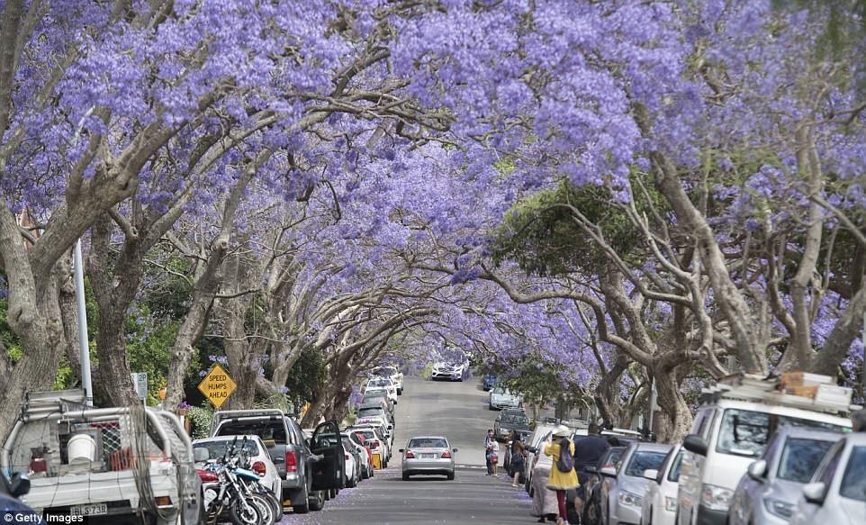 Du khách đổ xô xuống đường chụp ảnh phượng tím ở Australia-7