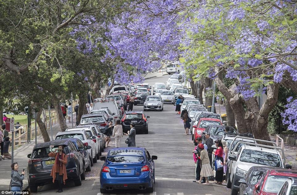 Du khách đổ xô xuống đường chụp ảnh phượng tím ở Australia-8