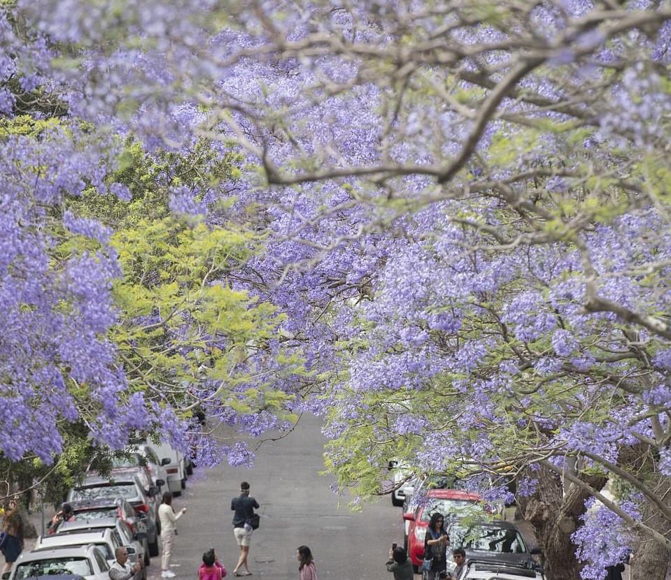 Du khách đổ xô xuống đường chụp ảnh phượng tím ở Australia-10