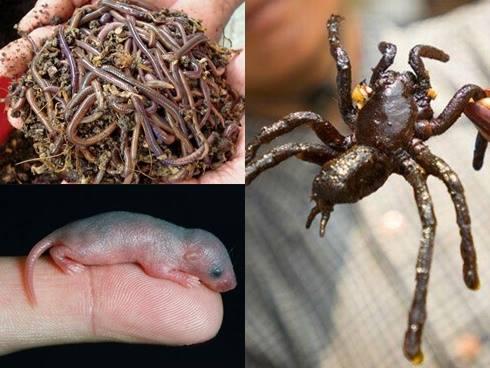 Những món ăn ai cũng làm được chỉ với lò vi sóng-1