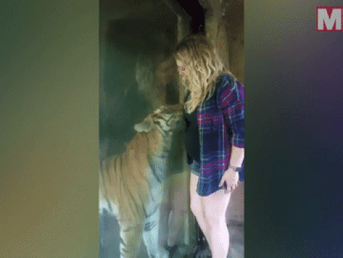 Phản ứng bất ngờ của hổ khi thấy cô gái mang thai
