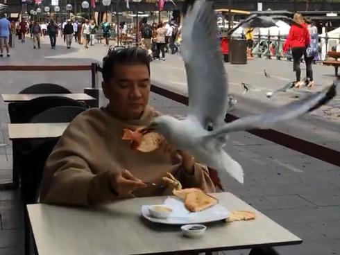 Tin sao Việt 2/11: Đàm Vĩnh Hưng 'đanh đá' đáp trả khi bị đàn chim lao đến cướp thức ăn