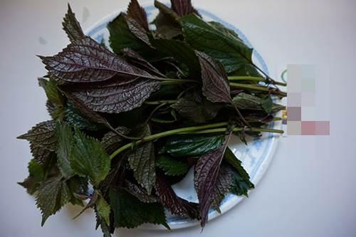 Hết sạch mụn lưng, da trắng bật tông với công thức tắm bằng lá tía tô + nước chanh-2