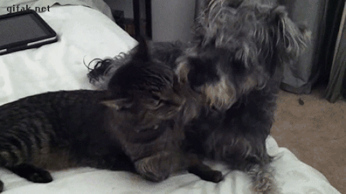 Chó mèo và cuộc chiến không có hồi kết-2