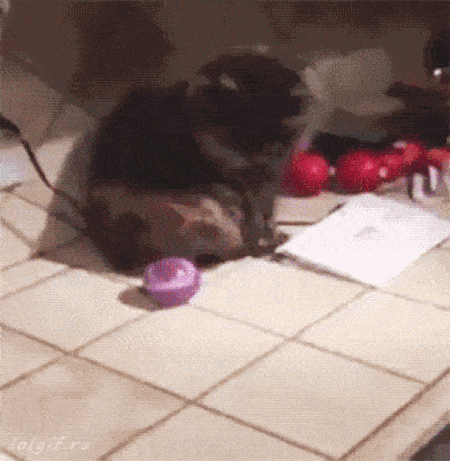 Chó mèo và cuộc chiến không có hồi kết-5