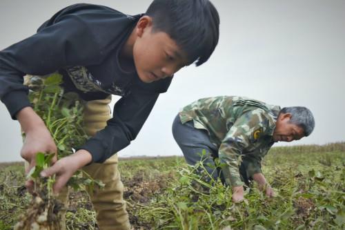 Cảm động cậu bé 12 tuổi bỏ học đi dỡ lạc thuê kiếm tiền chữa bệnh cho mẹ-4