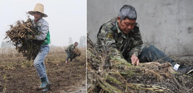 Cảm động cậu bé 12 tuổi bỏ học đi dỡ lạc thuê kiếm tiền chữa bệnh cho mẹ-5